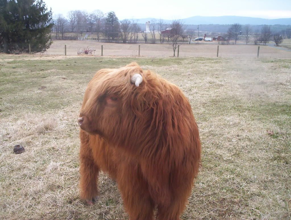 Highland pricing - Cattle