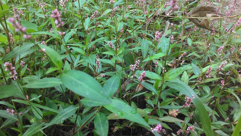 Cattle pasture mix ID - Cattle