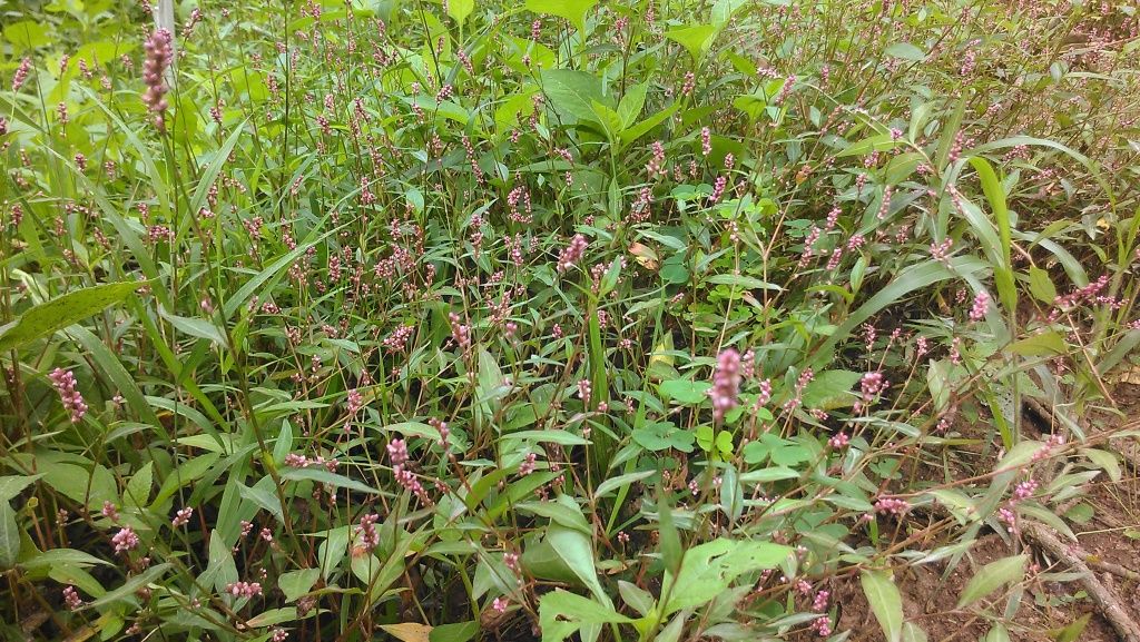 Cattle pasture mix ID - Cattle
