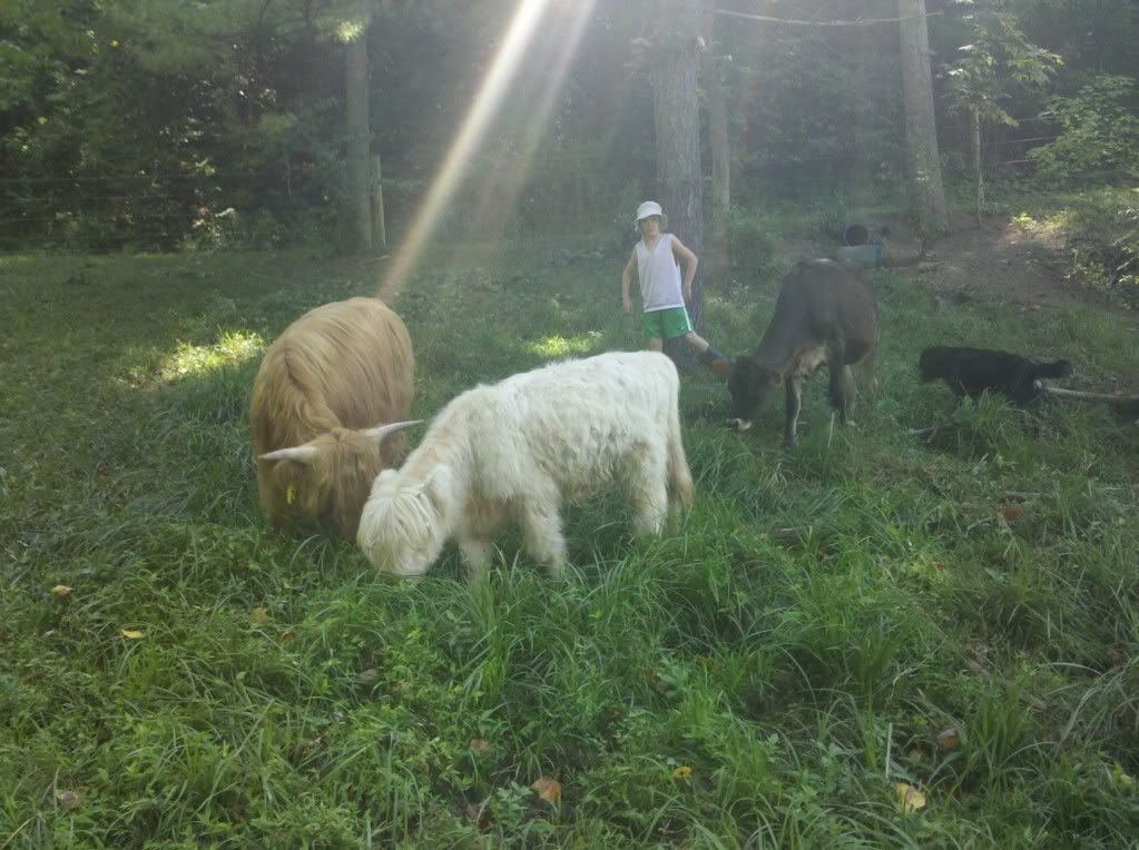 Highlands are here! - Cattle