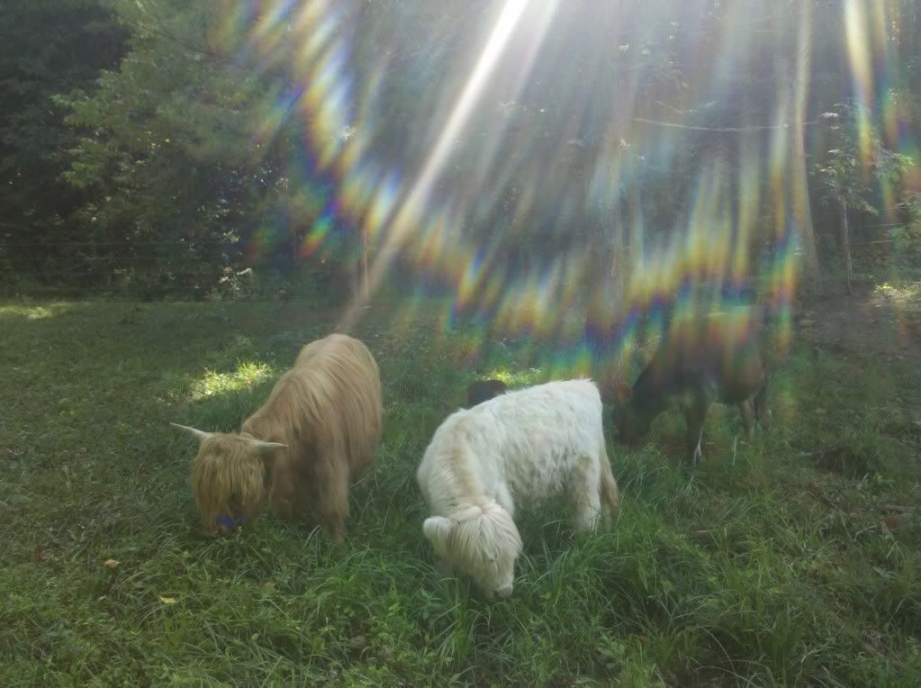 Highlands are here! - Cattle