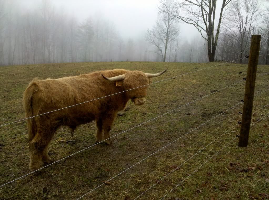 What does your pasture look like today?? - Cattle