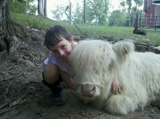 Highlands are here! - Cattle