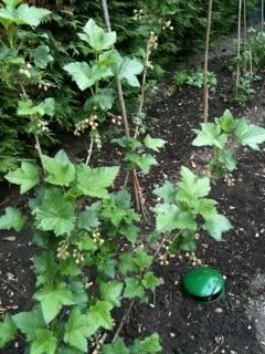 blackcurrant26hapril.jpg