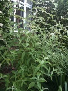 buddlea.jpg