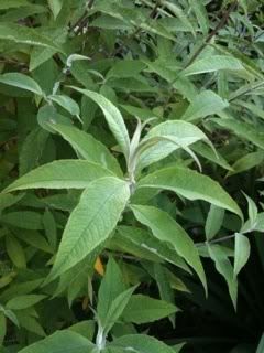 buddlea2.jpg
