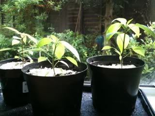 chillis26thapril.jpg