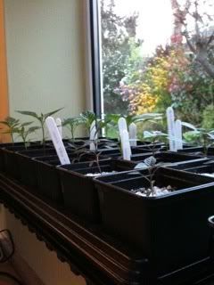 chillis6-4-2011.jpg