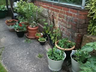 containerveg1stjune.jpg