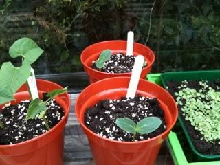 cucumbers26thapril.jpg