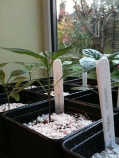 earlyjalapeno6-4-2011.jpg