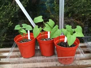 frenchbeans26thapril.jpg