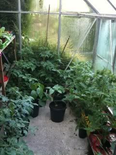 greenhouse1stjune.jpg