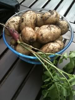 harvest.jpg