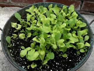 lettuce26thapril.jpg