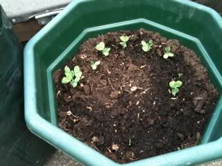 mangetout26thapril.jpg