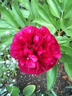 peonycloseup.jpg