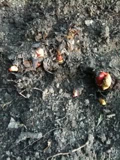 rhubarb1.jpg