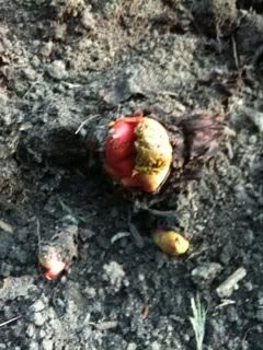 rhubarb2.jpg