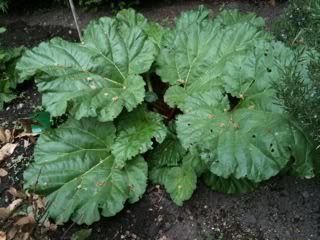 rhubarb26thapril.jpg
