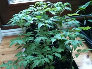 tomatoes26thapril.jpg
