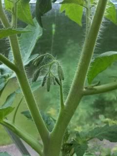 tomatoflowers.jpg