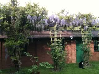 wisteria.jpg