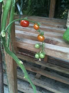 cherrytoms4thaugust2011.jpg