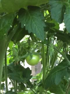 gardenersdelight22ndjuly.jpg