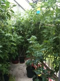 greenhouse22ndjuly.jpg