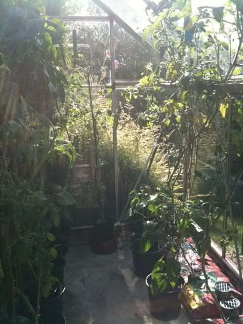 greenhouse25thjulymedium.jpg