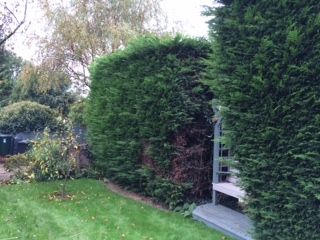 hedges%202_zpsqv9lh4pv.jpg