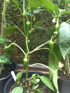 jalapenos4thaugust2011.jpg