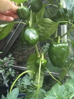 kaibisweetpepper4thaugust2011.jpg