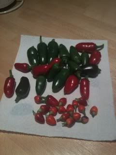 minichilliharvest.jpg