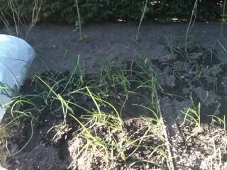 onions26thmarch12.jpg