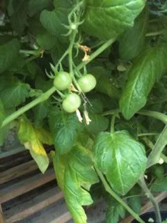 suncherry22ndjuly.jpg