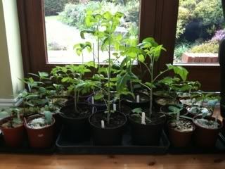 tomatoandchillinursery14thapril12.jpg