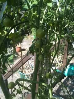tomatoes25thjuly.jpg