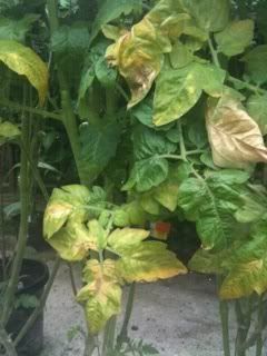 tomatoesblight.jpg