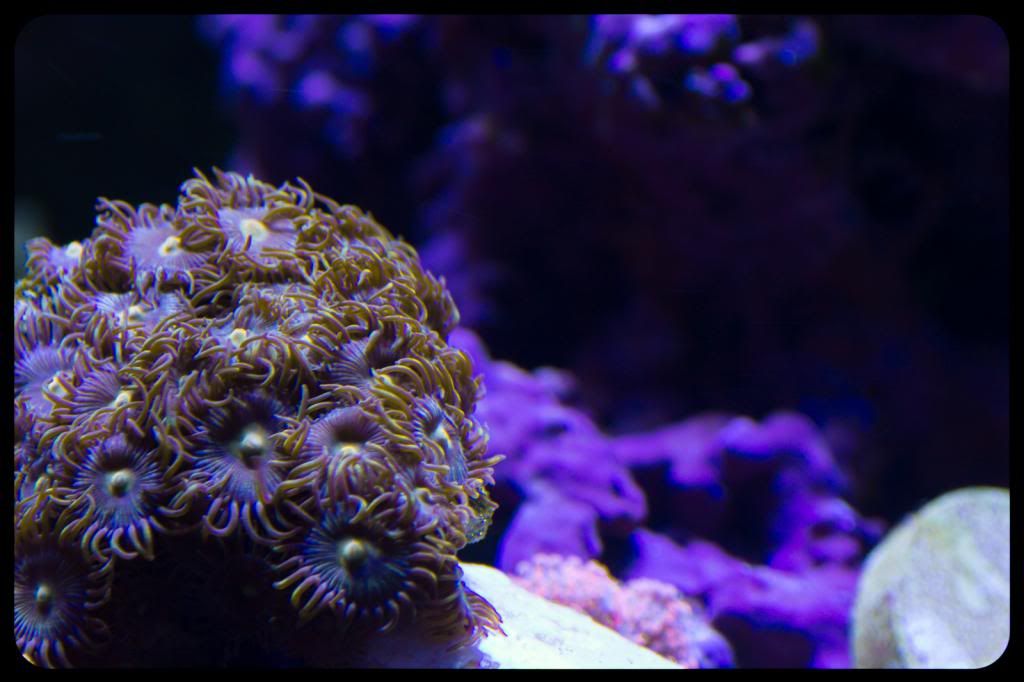 074_zpse2d7d36e.jpg