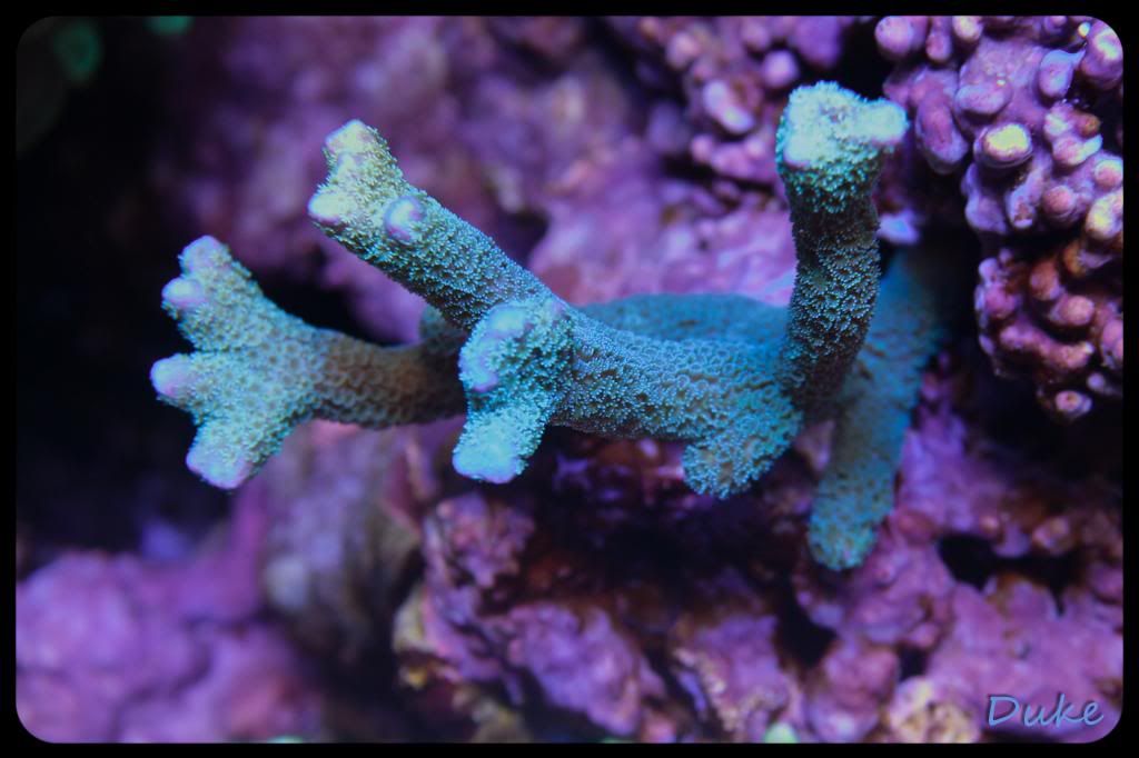 dec12frags-1_zps53d8301f.jpg