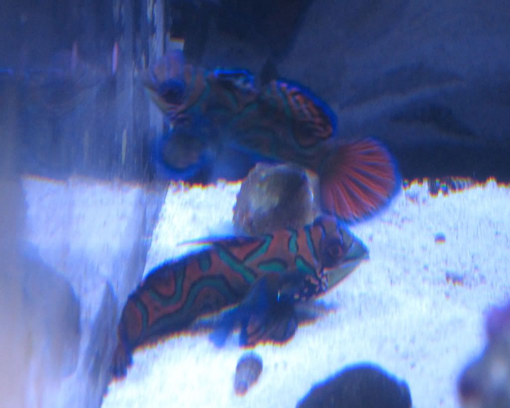 mandarins.jpg