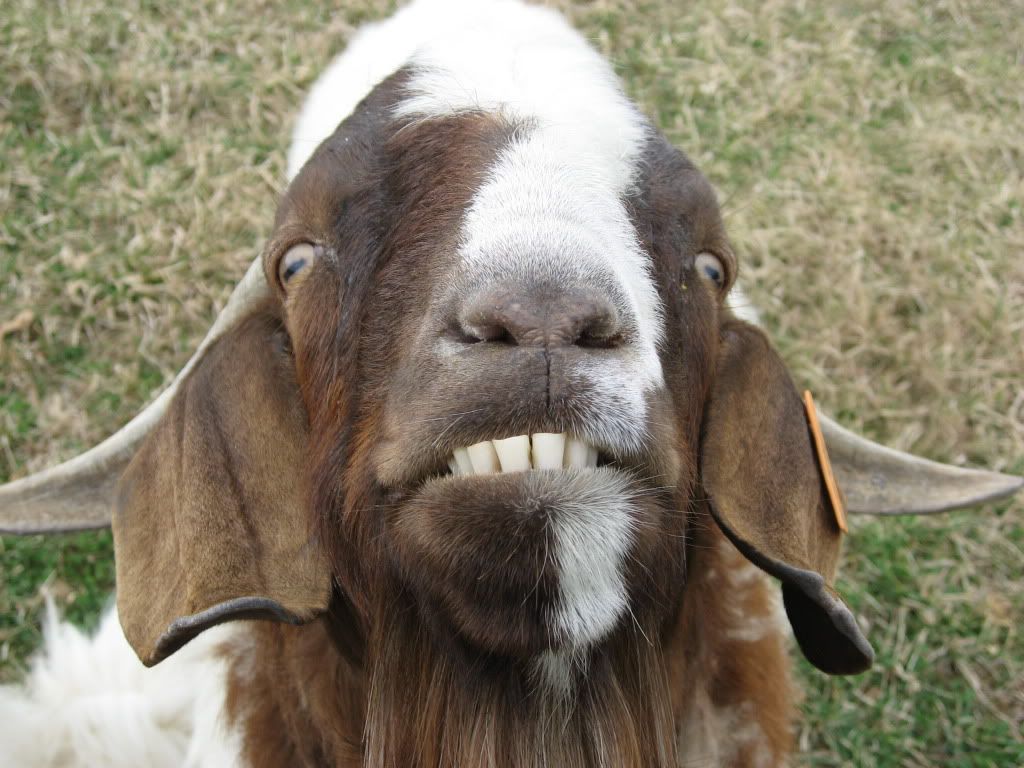 Rsultats de recherche dimages pour goat face