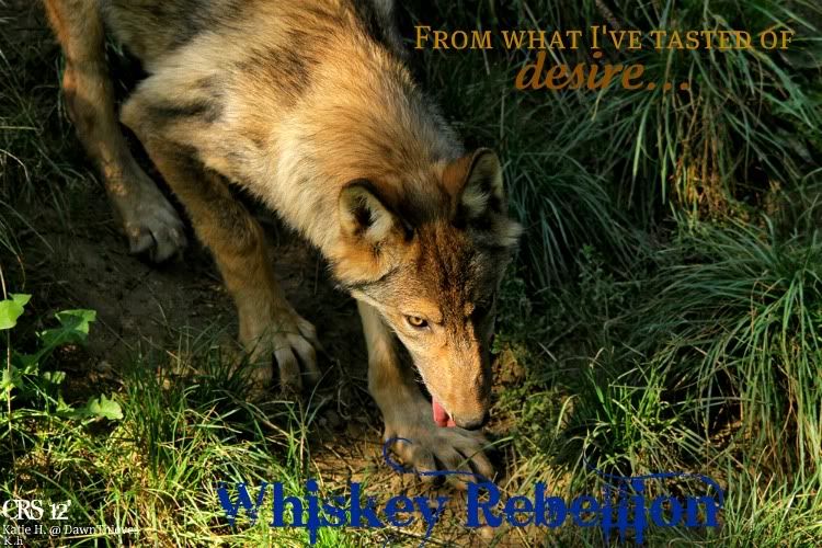 Whiskey Rebellion, || Young Teen || Male || Packless || Mateless || Blossom Forrest Wolf RPG