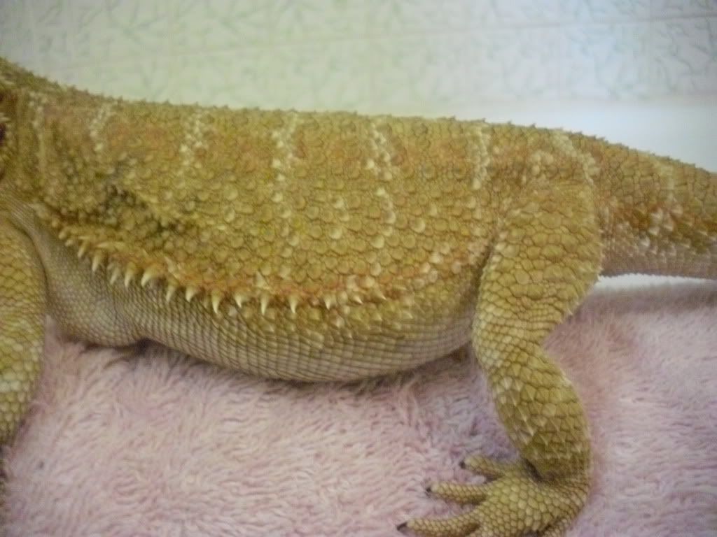 gravid bearded dragon