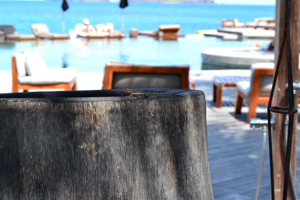 DSC_0351.jpg