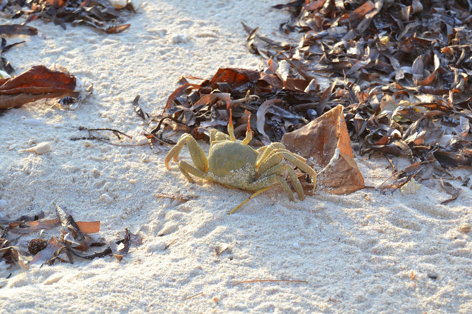 DSC_0257.jpg
