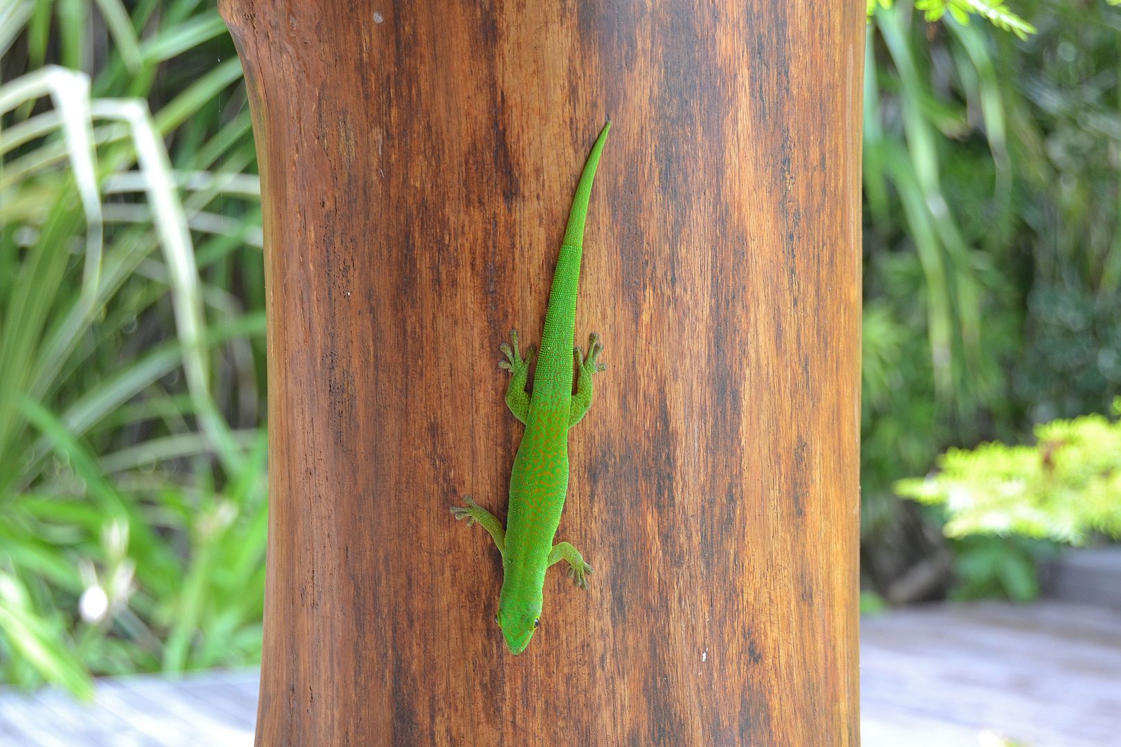 DSC_0258.jpg