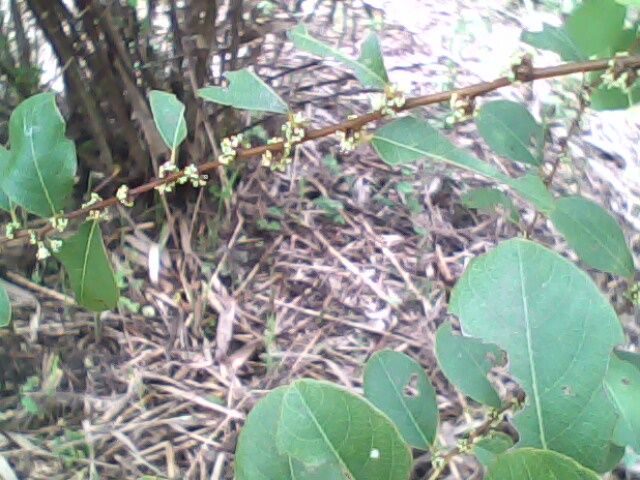 Xin ACE giúp đỡ cho thông tin về loại cây lạ này!